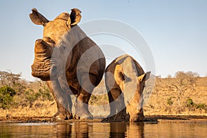 Adult and baby rhino drinking together in a waterhole
