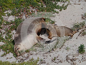 An adult and a baby sea lion