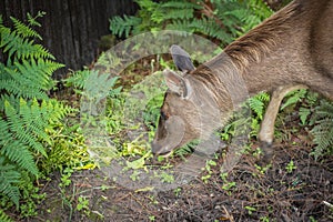 Cervidae photo