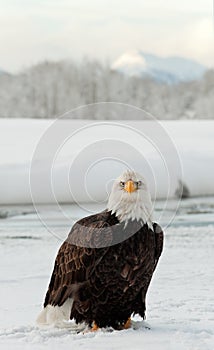 Adult Bald Eagle