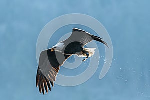 Adult Bald Eagle with Caught Kokanee Salmon