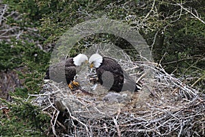 Adult  Bald Eagle with  chick in a nest in a tree Newfoundland Canada