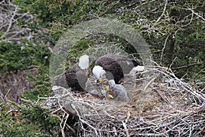 Adult  Bald Eagle with  chick in a nest in a tree Newfoundland Canada
