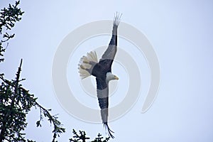 Adult bald eagle dives off of its perch, wings spread, eyes on its prey,