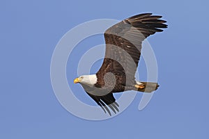 Adult Bald Eagle in Flight - Gainesville, Florida photo