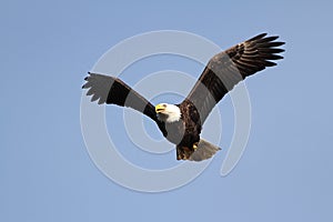 Adult Bald Eagle (haliaeetus leucocephalus)