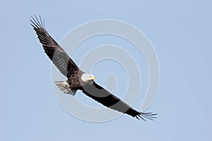 Adult Bald Eagle (haliaeetus leucocephalus)