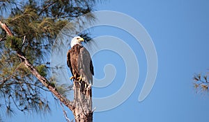 Adult bald eagle Haliaeetus leucocephalus stands guard