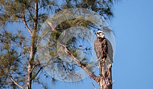 Adult bald eagle Haliaeetus leucocephalus stands guard