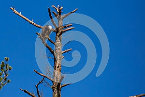 Adult bald eagle (Haliaeetus leuocephalus) perched in a pine tree with head down looking at the ground