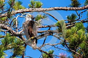 Adult bald eagle (Haliaeetus leuocephalus) perched in a pine tree on the Rainbow Flowage in northern Wisconsin