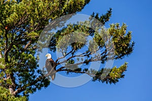 Adult bald eagle (Haliaeetus leuocephalus) perched in a pine tree on the Rainbow Flowage in northern Wisconsin