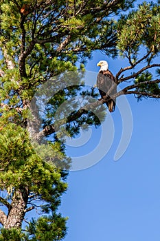 Adult bald eagle (Haliaeetus leuocephalus) perched in a pine tree on the Rainbow Flowage in northern Wisconsin