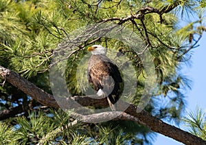 Adult Bald Eagle in a Loblolly Pine Tree in Texas