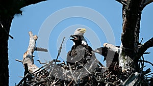 Adult Bald Eagle in Nest with Young Eaglets