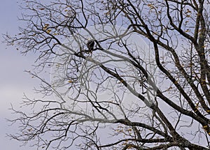 Adult bald eagle perched on limb of tree