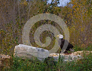 Adult Bald Eagle perched on roadkill