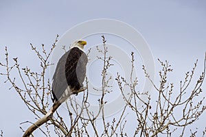 Adult Bald Eagle perched on top of a tree in Sacramento National Wildlife Refuge on a cloudy day, California