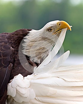Adult Bald Eagle preening