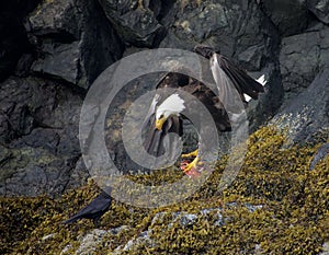 Adult bald eagle raises its wings while holding a salmon head on rocky shore