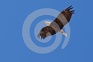 Adult bald eagle soaring Haliaeetus leucocephalus