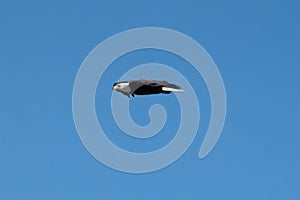 Adult Bald Eagle at St. Vrain State Park in Longmont, Colorado