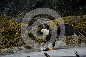 Adult bald eagle stands on beach, wings spread, holding a salmon carcass with one taloned foot