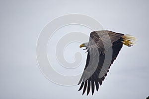 Adult Bald Eagle takes flight, taloned feet showing behind