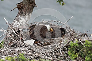 Adult Bald Eagle with two chicks in a nest in a tree on the side of a cliff Vancouver Island Canada