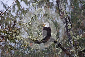 Adult Bald eagle waits patiently on tree branch above Goldstream River