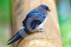 Adult barn swallow Hirundo rustica with prey in the beak; Rauchschwalbe mit Beute im Schnabel photo