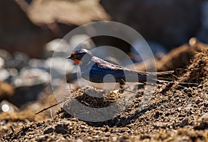 Adult barn swallow searching for nesting material