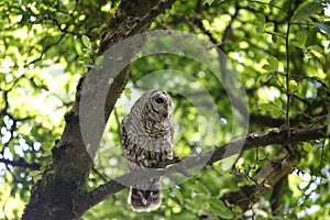 Adult barred owl