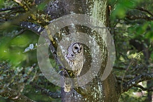 Adult barred owl