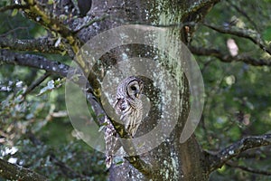 Adult barred owl