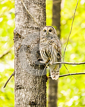 Adult Barred Owl perched alongside a tree trunk