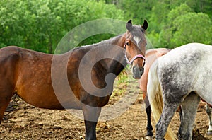 The adult bay trotter is standing in the herd in outdoors