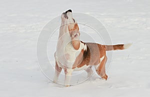 Adult Beagle dog barking in the snow