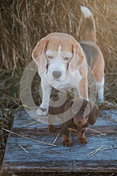 adult beagle dog and dachshund puppy