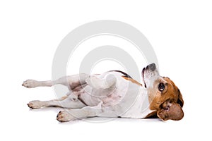 Adult beagle dog lying on back isolated on white background
