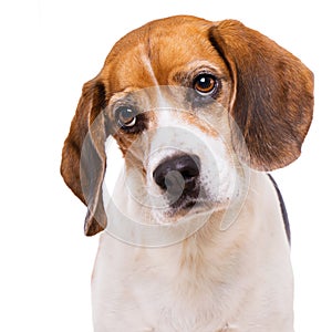 Adult beagle dog standing isolated on white background