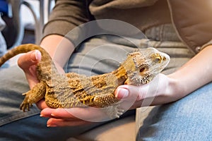 Adult bearded dragon, Pogona vitticeps, agamid lizard in hand