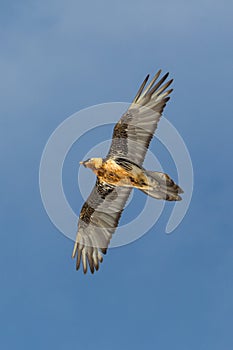 Adult bearded vulture gypaetus barbatus, blue sky, spread wings