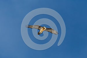 Adult bearded vulture gypaetus barbatus in flight