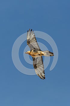 Adult bearded vulture gypaetus barbatus in flight, blue sky, spread wings