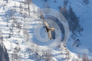 Adult bearded vulture gypaetus barbatus in flight, forest, sno