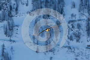 Adult bearded vulture gypaetus barbatus in flight, forest, sno