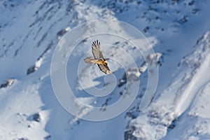 Adult bearded vulture gypaetus barbatus in flight with mountai