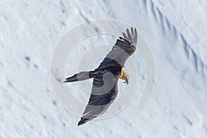 Adult bearded vulture gypaetus barbatus in flight, snow