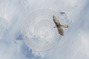 Adult bearded vulture gypaetus barbatus in flight, snow